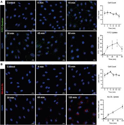 Organ-on-a-chip for studying immune cell adhesion to liver sinusoidal endothelial cells: the potential for testing immunotherapies and cell therapy trafficking